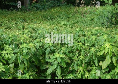 Impatiens noli-tangere, touch-me-non balsamo Foto Stock