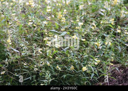 Melampyrum sylvaticum, piccolo grano di vacca Foto Stock