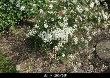 Seseli montanum, prezzemolo di pietra Foto Stock