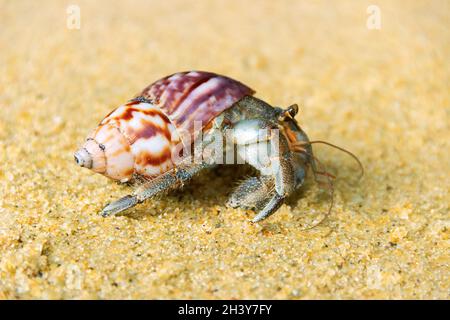 Granchio eremita, Diogenes sp. Eremita o diogenes granchio in una bella gasteropode guscio Foto Stock