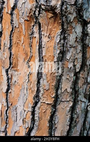 Primo piano della struttura della corteccia del tronco di un vecchio albero. Foto Stock