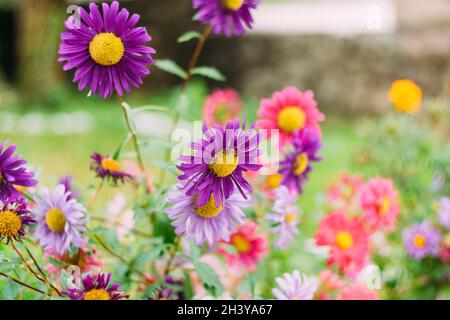 Crisantemi di colore porpora close-up - fiori da giardino in un letto fiorito. Foto Stock