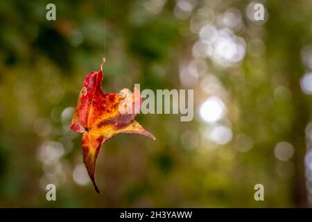 Un'immagine autunnale di una foglia rossa e gialla di un albero Sweetgum sospeso nell'aria da un singolo filo di seta da una ragnatela. Foto Stock