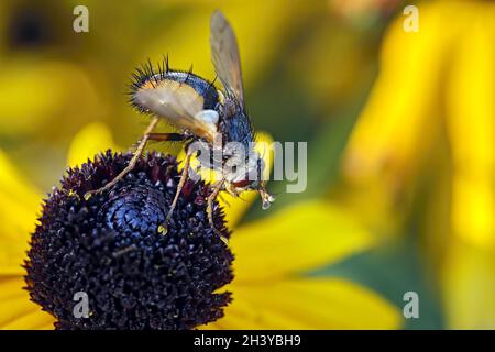 Hedgehog vola (Tachina fera). Foto Stock