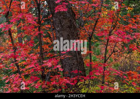 Caduta acero vite foglie rosso brillante su albero in foresta Foto Stock