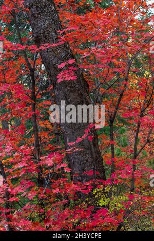 Caduta acero vite foglie rosso brillante su albero in foresta Foto Stock