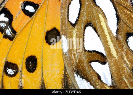 Macro ala di arancio e nero Golfo fritillario farfalla Agraulis vanillae Foto Stock