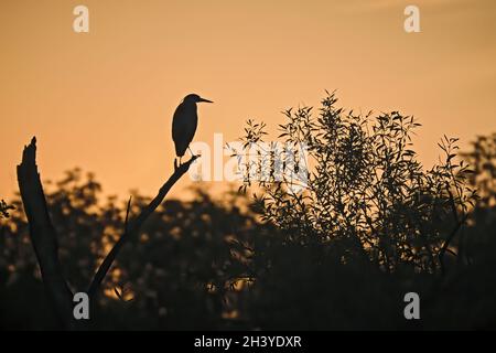 Silhouette di un airone grigio (Ardea cinerea). Foto Stock