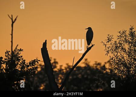 Silhouette di un airone grigio (Ardea cinerea). Foto Stock