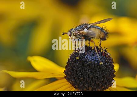 Hedgehog vola (Tachina fera). Foto Stock