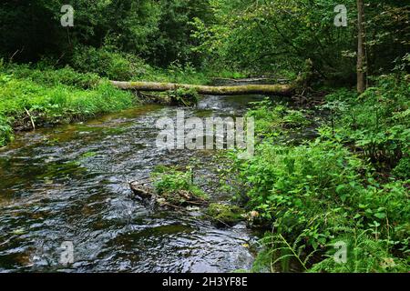 Premium sentiero escursionistico Der Teinacher nella Foresta Nera settentrionale intorno a Bad Teinach, fiume Teinach, Foto Stock