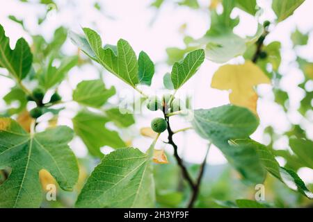 Primo piano di fichi verdi su rami di alberi, tra foglie di autunno gialle e verdi. Foto Stock