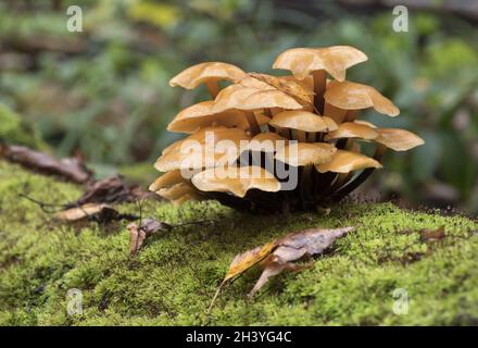I funghi che crescono su un tronco di albero coperto da moss nella foresta di autunno. Foto Stock