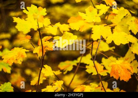 Foglie gialle rimaste sui rami, vibes autunnali con bokeh. Foto Stock