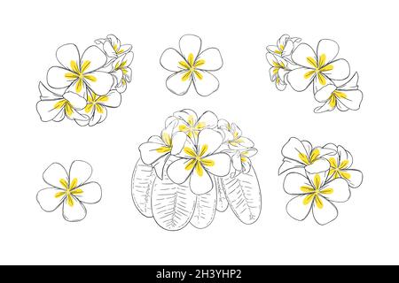 Frangipani o plumeria fiore tropicale per leis. Frangipani disegnati a mano con petali gialli isolati su sfondo bianco. Illustrazione vettoriale del contorno Illustrazione Vettoriale