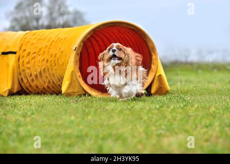 Il cane passa attraverso il tunnel dell'agilità Foto Stock