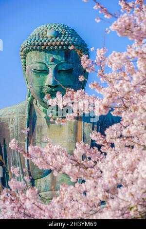 Sakura del Grande Buddha di Kamakura e piena fioritura Foto Stock