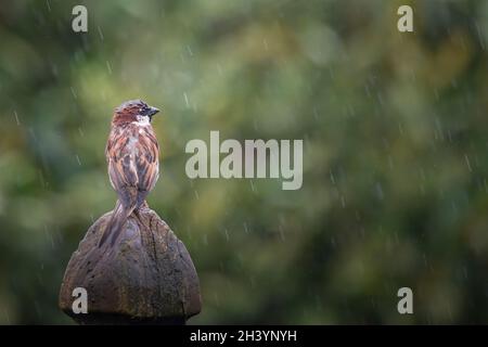 Un uccello del passero bagnato che siede su un palo di recinzione nella pioggia. Foto Stock