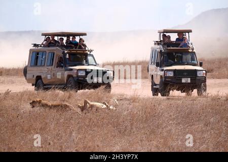 I turisti in un fuoristrada 4x4 chiuso Toyota Landcruiser safari veicoli con un pop-top tetto guardare leoni che si muovono attraverso il Parco Nazionale Serengeti un sito patrimonio mondiale dell'UNESCO nelle regioni di Mara e Simiyu in Tanzania, Africa orientale Foto Stock