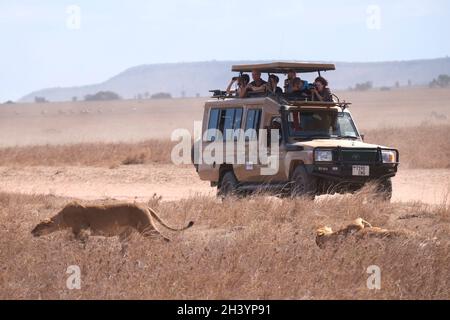 I turisti in un veicolo da safari a bordo di un fuoristrada 4x4 Toyota Landcruiser con un tetto a scomparsa che guarda i leoni che si muovono attraverso il Parco Nazionale Serengeti, un sito patrimonio dell'umanità dell'UNESCO nelle regioni di Mara e Simiyu in Tanzania, Africa orientale Foto Stock