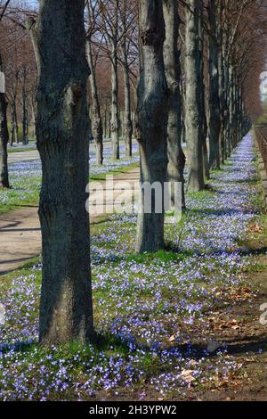 Giardini di Herrenhausen, Hannover in primavera Foto Stock