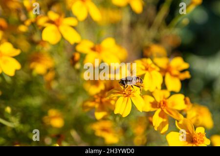 Un'ape trafficata sta visitando uno degli ultimi fiori nel caldo sole autunnale. Foto Stock