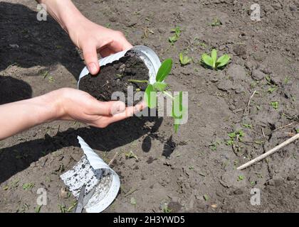 Cetrioli: Piantando, coltivando e raccogliendo piante di cetriolo. Donna che pianta cetriolo in primavera. Foto Stock