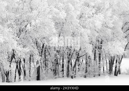 Alberi dopo una tempesta di neve. Foto Stock