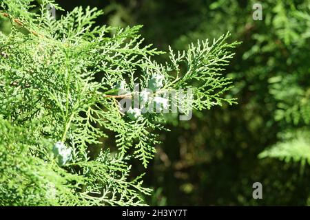 Thuja Orientalis, arborvitae cinese Foto Stock