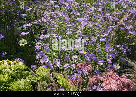 Aster x frikartii Moench, assaggiatore estivo Foto Stock