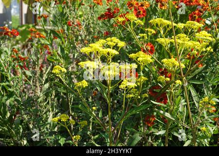 Isatis tinctoria, Faerberwaid, woad Foto Stock