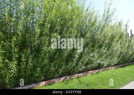Willow-recinto Foto Stock