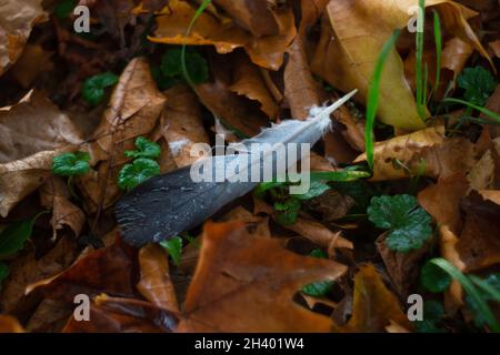 Piume di corvo con gocce d'acqua su di esso su foglie d'acero in autunno Foto Stock