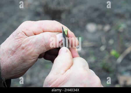 Vecchie mani giardiniere che innesti e germogliano albero di frutta. Tutorial passo-passo sull'innesto di alberi da frutto. Foto Stock