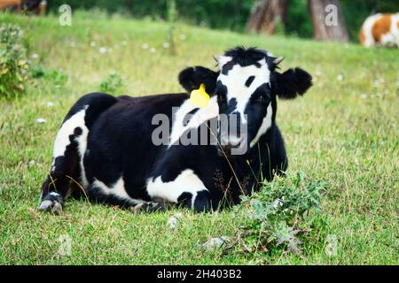 Bestiame caucasico sullo sfondo dei pascoli alpini Foto Stock