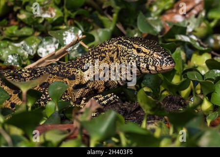 Nilo Monitor - Varanus niloticus, grande lucertola dai laghi e fiumi africani, Parco Nazionale della Regina Elisabetta, Uganda. Foto Stock