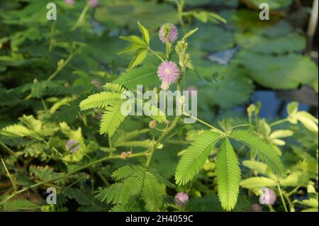 Mimosa pudica, pianta sensibile Foto Stock