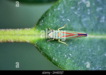 Rhododendron cicada (Graphocephala fennahi). Foto Stock