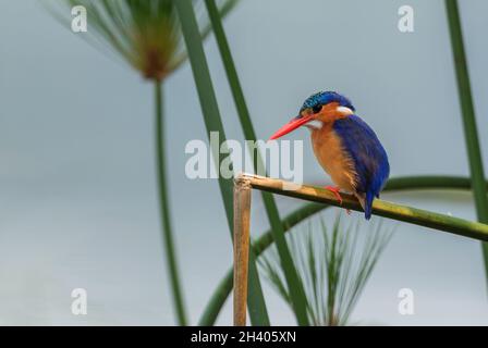 Malachite Kingfisher - Alcedo cristata, piccolo e bello fiume azzurro e arancio Martin pescatore da fiumi africani e mangrovie, la regina Elisabetta NP Foto Stock