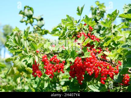 Ribes rosso maturo (Ribes rubrum) bacche raccolta sulla macchia di ribes rosso in giardino. Foto Stock
