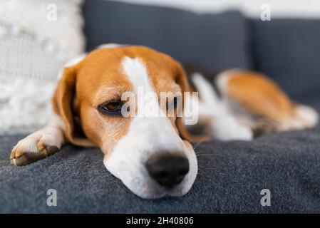 Cane beagle maschio adulto che riposa in mobili da giardino. Profondità di campo poco profonda. Foto Stock