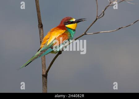 Un adulto europeo Bee-eater (Apiaster Merops) in primavera sull'isola greca di Lesbo Foto Stock