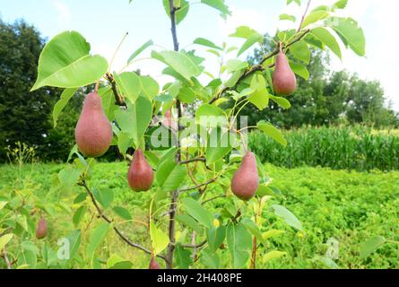 Pere in crescita in giardino di casa. Foto Stock