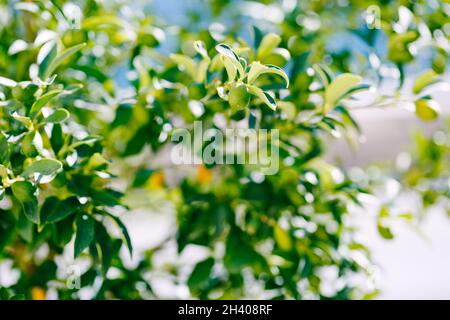 Frutta verde di kumquat o fortunella su un albero. Foto Stock