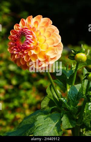 Palla dahlia, Fabiani Foto Stock