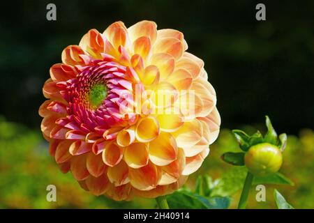 Palla dahlia, Fabiani Foto Stock