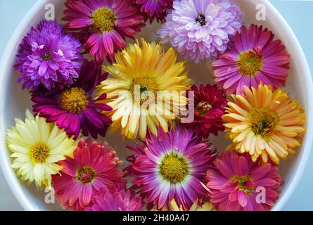 piala rotonda bianca con acqua e fiori da nuoto di crisantemi chiazzati - fiori autunnali. Bellissimo sfondo luminoso con crisantemo multicolore Foto Stock