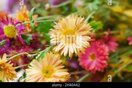 Bouquet di crisantemo primo piano. Bella sfondo luminoso di crisantemi chiazzati Foto Stock