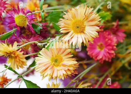 Bouquet di crisantemo primo piano. Bella sfondo luminoso di crisantemi chiazzati Foto Stock