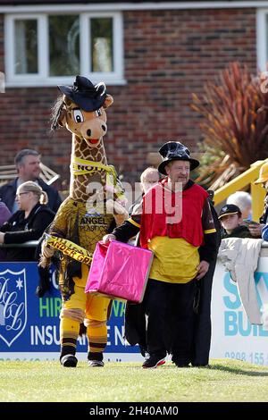 Sutton, Regno Unito. 30 Ott 2021. Sutton United mascotte Jenny the Giraffe in Halloween outfit raccolta per beneficenza durante la partita EFL Sky Bet League 2 tra Sutton United e Walsall a Gander Green Lane, Sutton, Inghilterra, il 30 ottobre 2021. Foto di Carlton Myrie. Solo per uso editoriale, licenza richiesta per uso commerciale. Nessun utilizzo nelle scommesse, nei giochi o nelle pubblicazioni di un singolo club/campionato/giocatore. Credit: UK Sports Pics Ltd/Alamy Live News Foto Stock